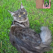 Agrid a rejoint le concours — aidez-le/la à gagner de superbes lots ! cat, grass, tree, outdoor, gray_cat, yellow_eyes, fluffy, person, video_call, phone, hand, shirt, orange_text, nature, leisure, pet, animal, greenery, daylight, recursion