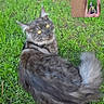 cat, grass, tree, outdoor, gray_cat, yellow_eyes, fluffy, person, video_call, phone, hand, shirt, orange_text, nature, leisure, pet, animal, greenery, daylight, recursion