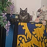 animal, bright_eyes, cat, cozy, curious, decor, feline, fluffy_cat, furniture, houseplant, indoor, pet, plant, purple_flowers, resting, soft_toy, stuffed_toy, table, wall, yellow_blue_cloth