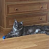 animal, blue_ball, cabinet, cat, curious, domestic_cat, flooring, furniture, gray_cat, home, indoor, living_room, lying_down, mammal, pet, playful, relaxed, toy, wooden_cabinet, wooden_floor