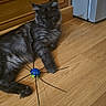 cat, gray_cat, toy, wooden_floor, cabinet, indoor, pet, feline, playful, relaxed, paw, fur, whiskers, ears, animal, domestic_animal, floor, furniture, household, cute