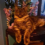 Björn participe au concours pour gagner de l'argent avec cette photo : cat, fluffy_cat, orange_cat, long_hair, pet, animal, portrait, sitting, indoors, flowers, pink_flowers, bookshelf, furniture, home_decor, wood, paws, whiskers, grumpy_expression, evening, vertical_photo