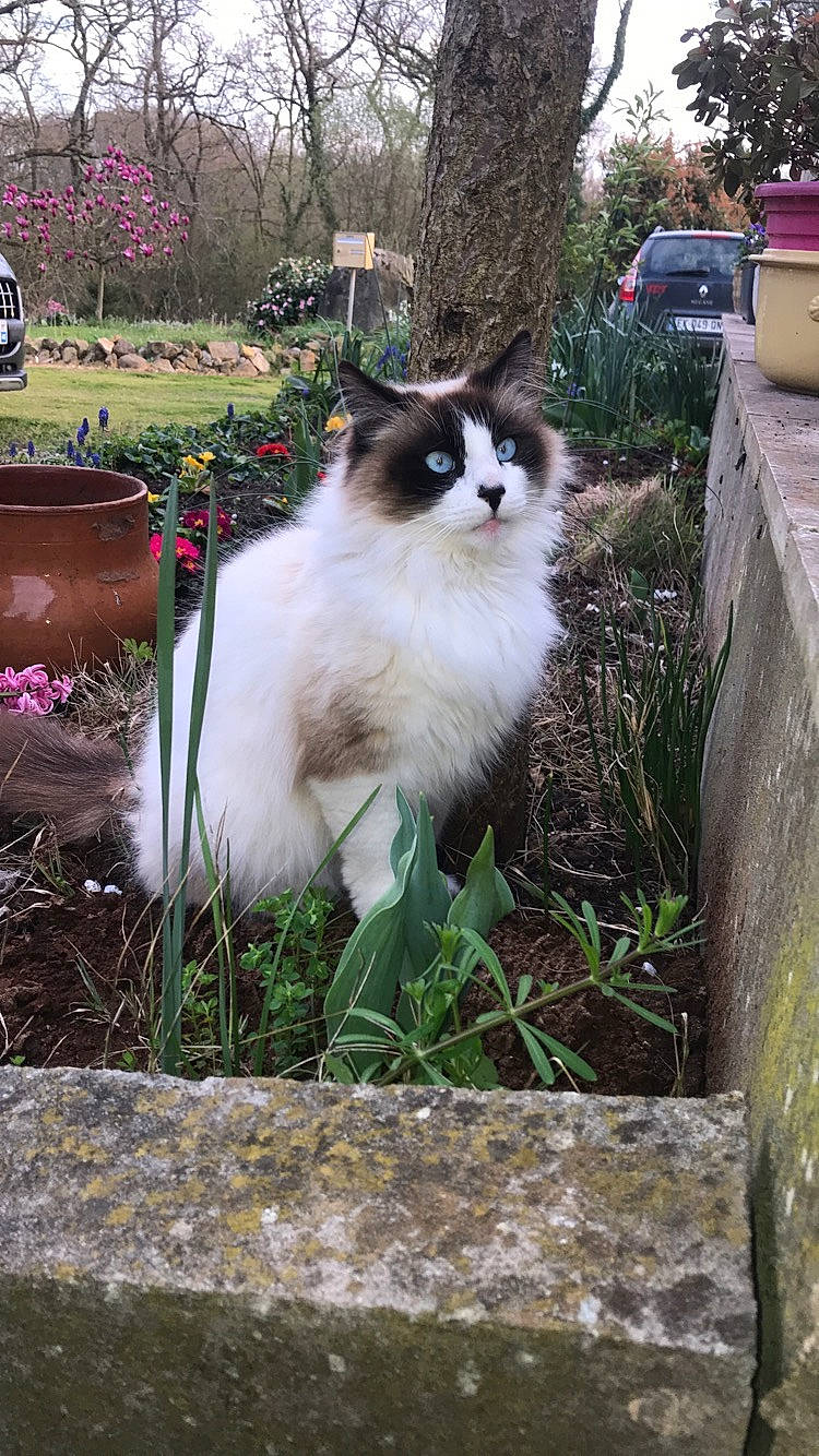 Bagdad participe au concours pour gagner de l'argent avec cette photo : birman, british_semi_longhair, carnivore, cat, domestic_long_haired_cat, fawn, felidae, mammal, norwegian_forest_cat, persian, plant, ragamuffin, ragdoll, small_to_medium_sized_cats, whiskers
