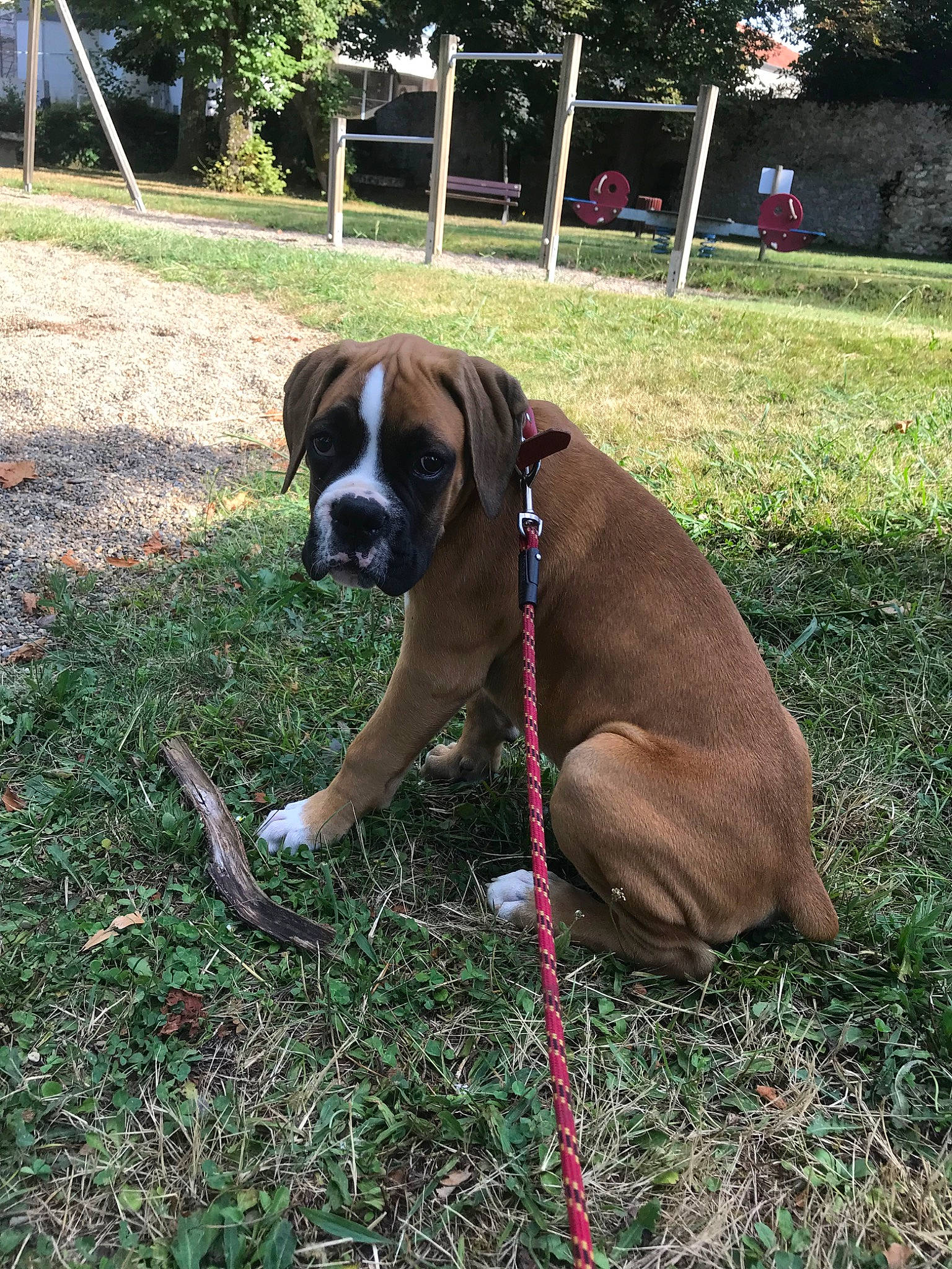 Pongo a rejoint le concours — aidez-le/la à gagner de superbes lots ! boerboel, boxer, canidae, carnivore, companion_dog, dog, dog_breed, fawn, grass, leash, plant, snout, sporting_group, working_dog