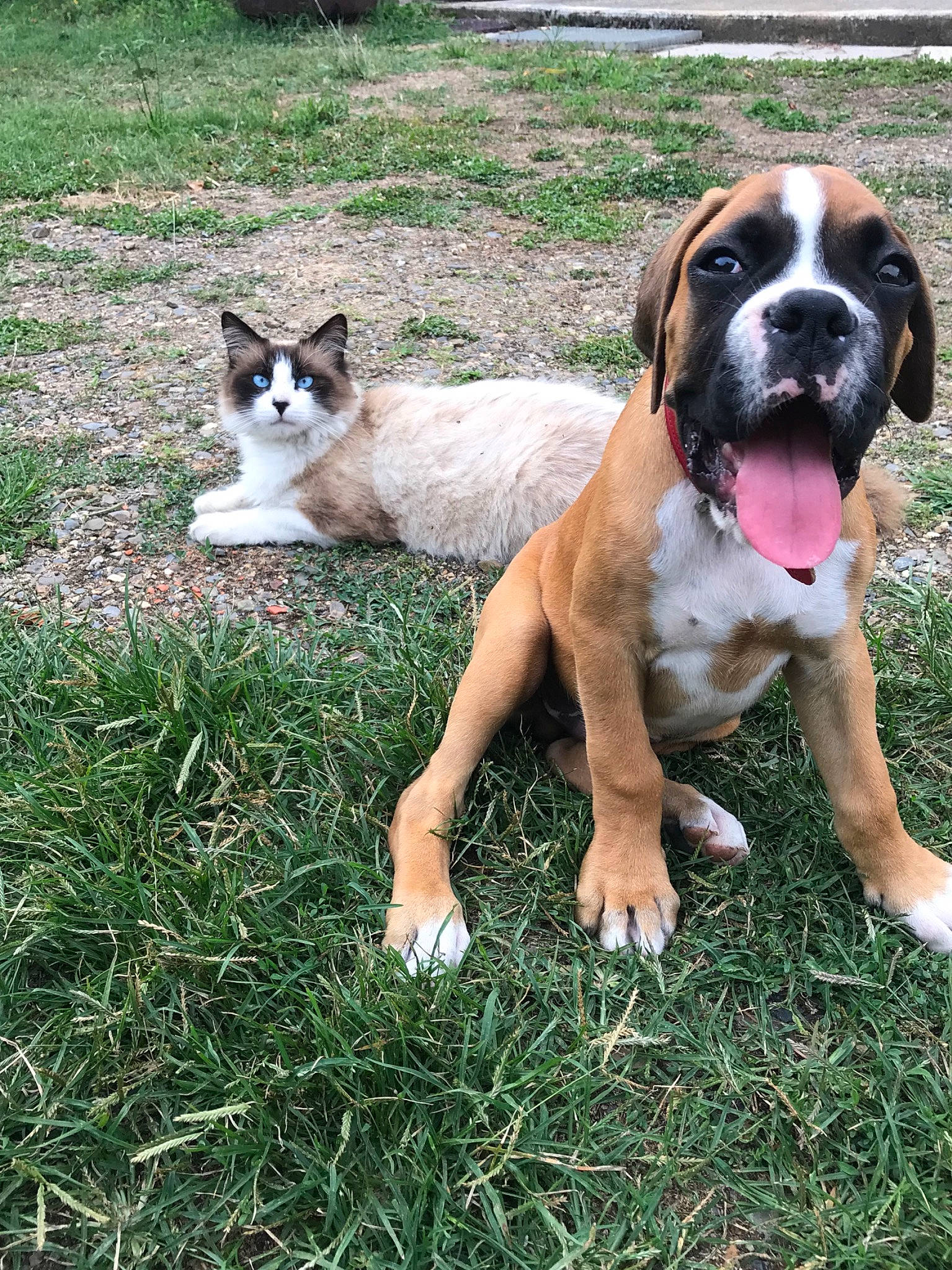 Pongo participe au concours pour gagner de l'argent avec cette photo : ancient_dog_breeds, boerboel, boxer, canidae, carnivore, companion_dog, dog, dog_breed, english_mastiff, fawn, grass, mammal, molosser, moscow_watchdog, rare_breed_dog, snout, sporting_group, st_bernard, vertebrate, working_dog