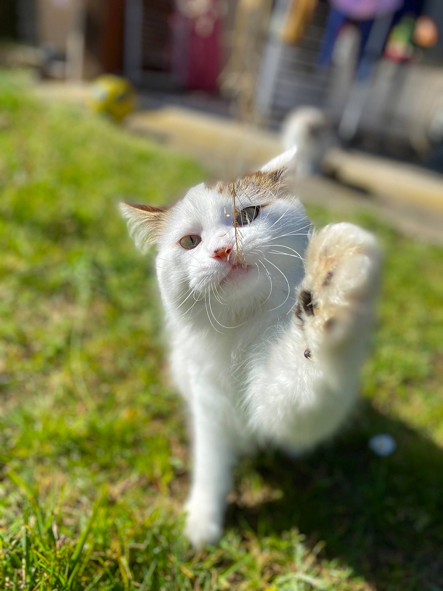 Terreur participe au concours pour gagner de l'argent avec cette photo : aegean_cat, american_curl, carnivore, cat, domestic_short_haired_cat, fawn, felidae, fur, grass, kitten, mammal, munchkin, polydactyl_cat, ragamuffin, ragdoll, small_to_medium_sized_cats, tail, turkish_angora, turkish_van, whiskers