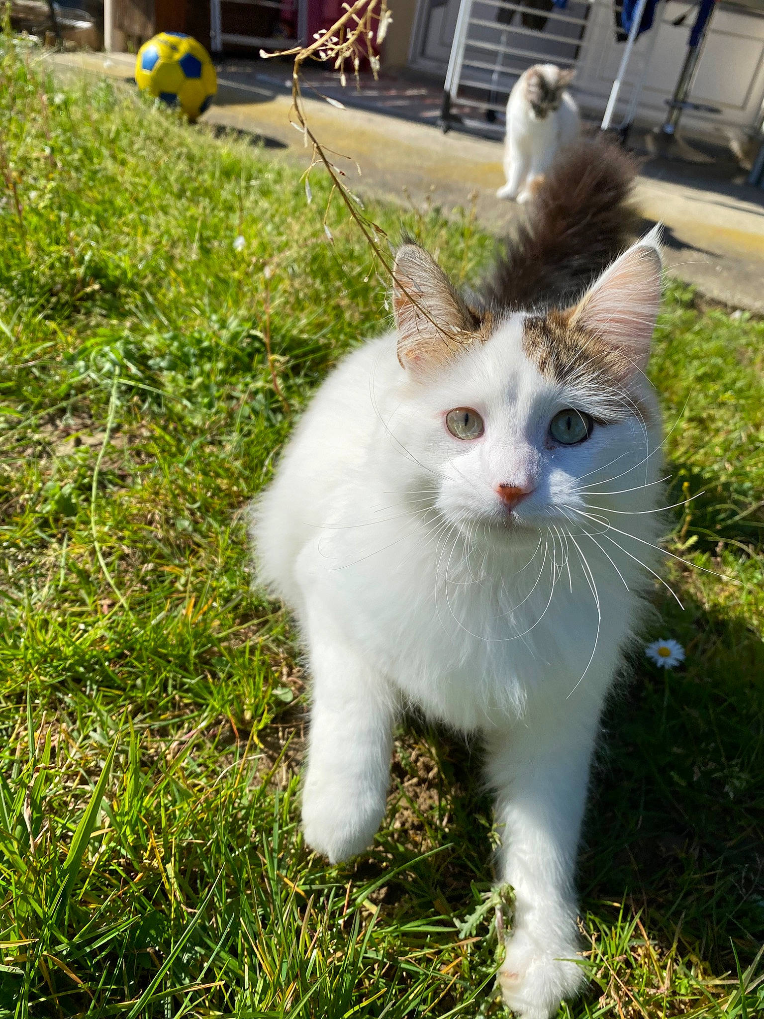 Terreur participe au concours pour gagner de l'argent avec cette photo : aegean_cat, carnivore, cat, domestic_short_haired_cat, felidae, grass, kitten, plant, small_to_medium_sized_cats, tail, turkish_angora, turkish_van, whiskers