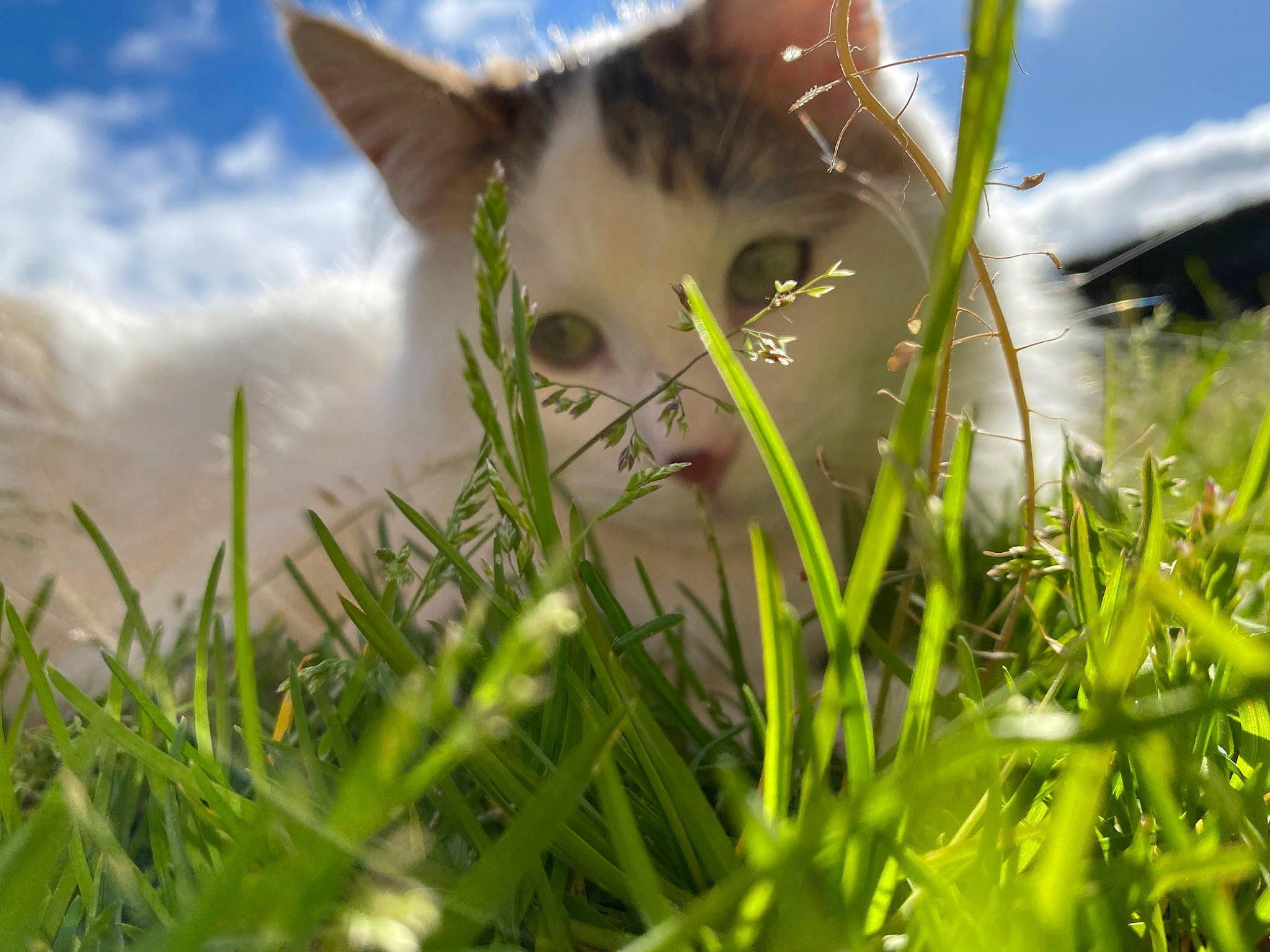 Terreur a rejoint le concours — aidez-le/la à gagner de superbes lots ! carnivore, cat, close_up, eye, fawn, felidae, fodder, fur, grass, grass_family, green, lawn, meadow, nose, plant, small_to_medium_sized_cats, snout, spring, sunlight, whiskers