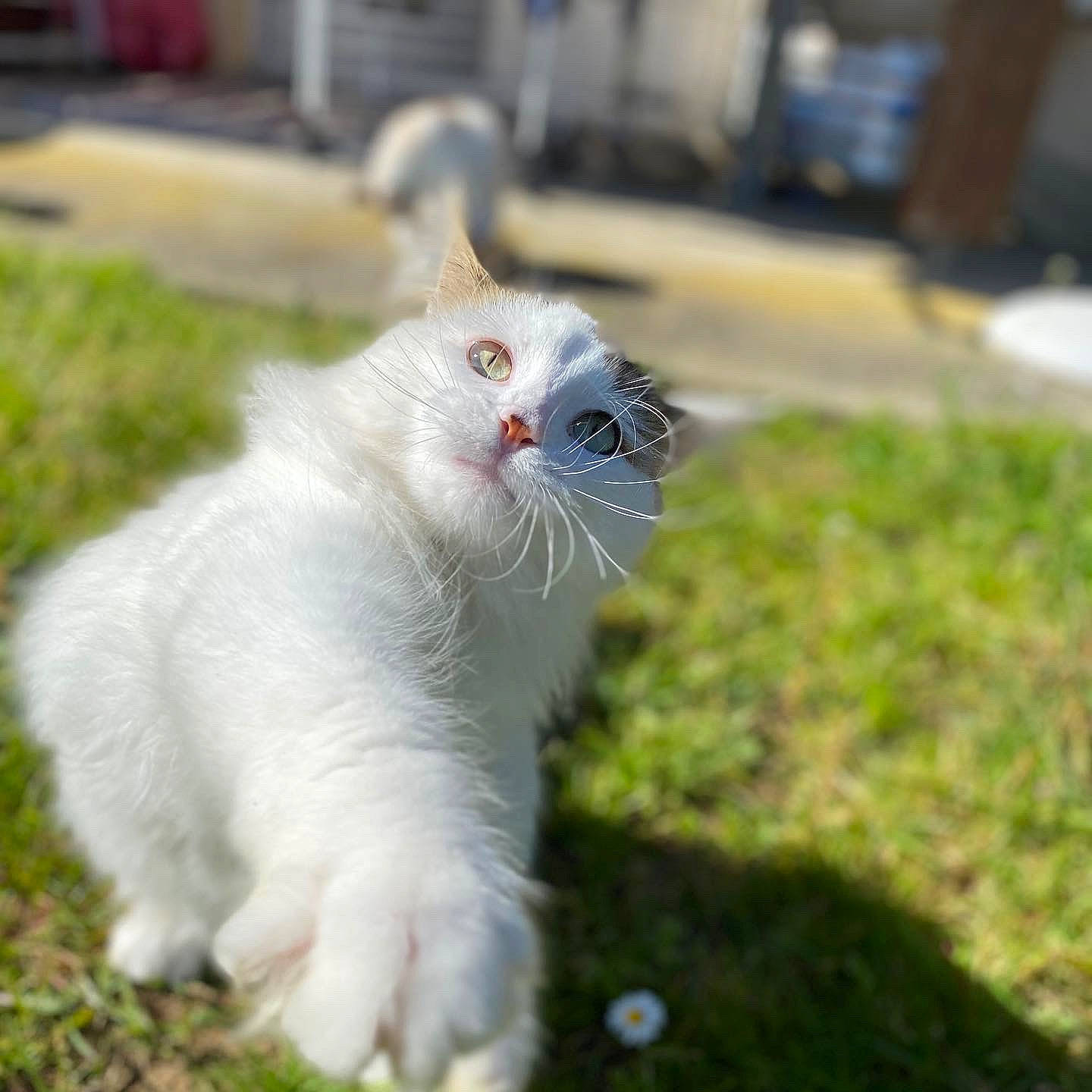 Terreur a rejoint le concours — aidez-le/la à gagner de superbes lots ! american_curl, carnivore, cat, felidae, fur, grass, norwegian_forest_cat, scottish_fold, small_to_medium_sized_cats, tail, turkish_angora, turkish_van, whiskers