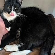 Domino is registered to the contest to win money with this photo: black_and_white, cat, close_up, cute, feline, fur, furniture, green_eyes, human_hand, indoor, paw, paw_pad, pet, portrait, resting, sitting, tongue, tuxedo_cat, whiskers, wooden_chair
