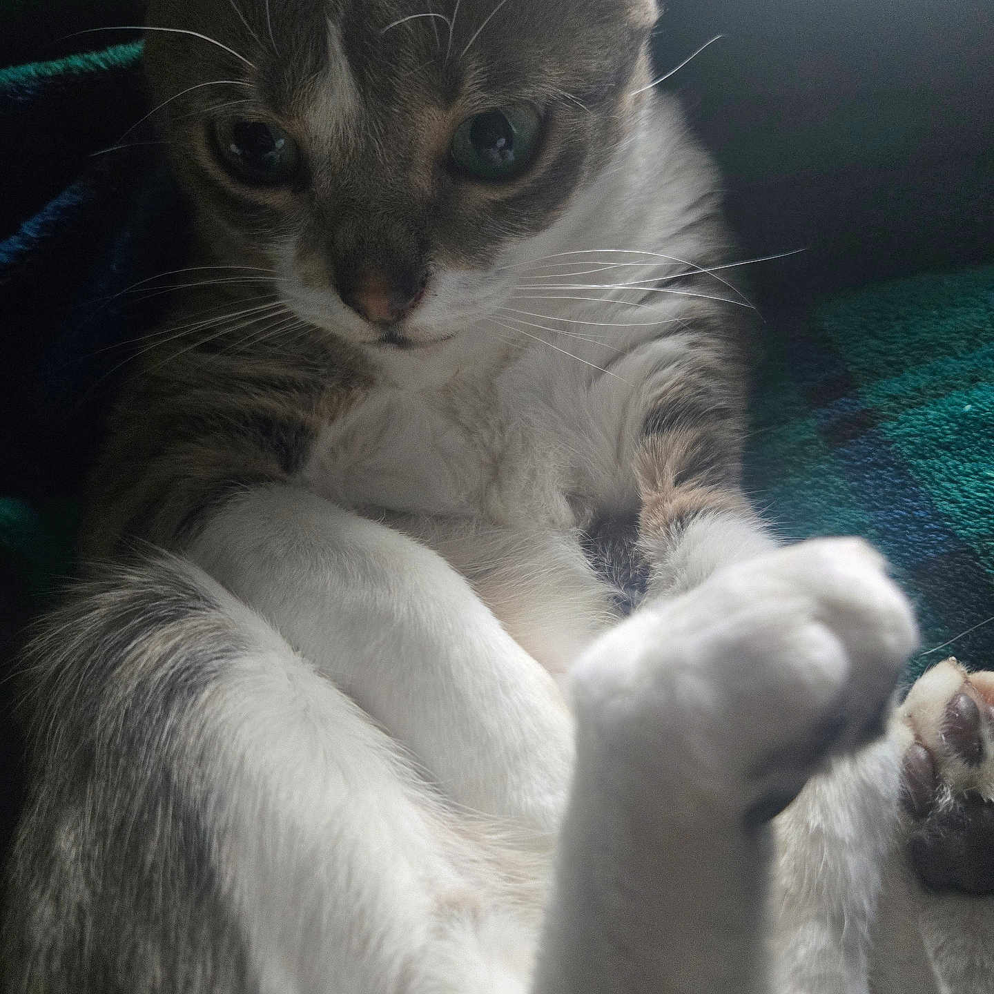 Nina