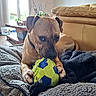 Atlas a rejoint le concours — aidez-le/la à gagner de superbes lots ! dog, toy, ball, blanket, couch, indoor, pet, brown_dog, fur, paw, playing, chewed_toy, cozy, relaxed, leisure, home, furniture, window, natural_light, collar