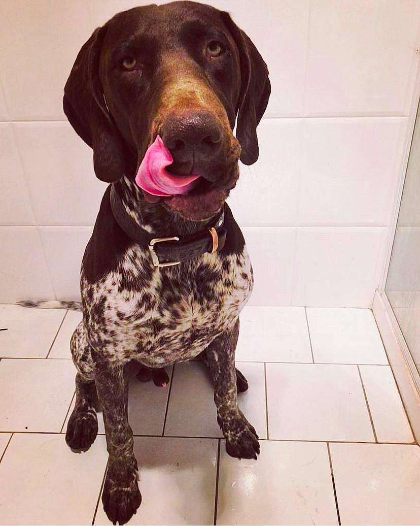 Coota joined the competition — help win amazing prizes! braque_francais, canidae, carnivore, companion_dog, dog, dog_breed, dog_collar, flooring, fur, gun_dog, hunting_dog, liver, metal, snout, sporting_group, tile_flooring, working_animal, yoga_pant