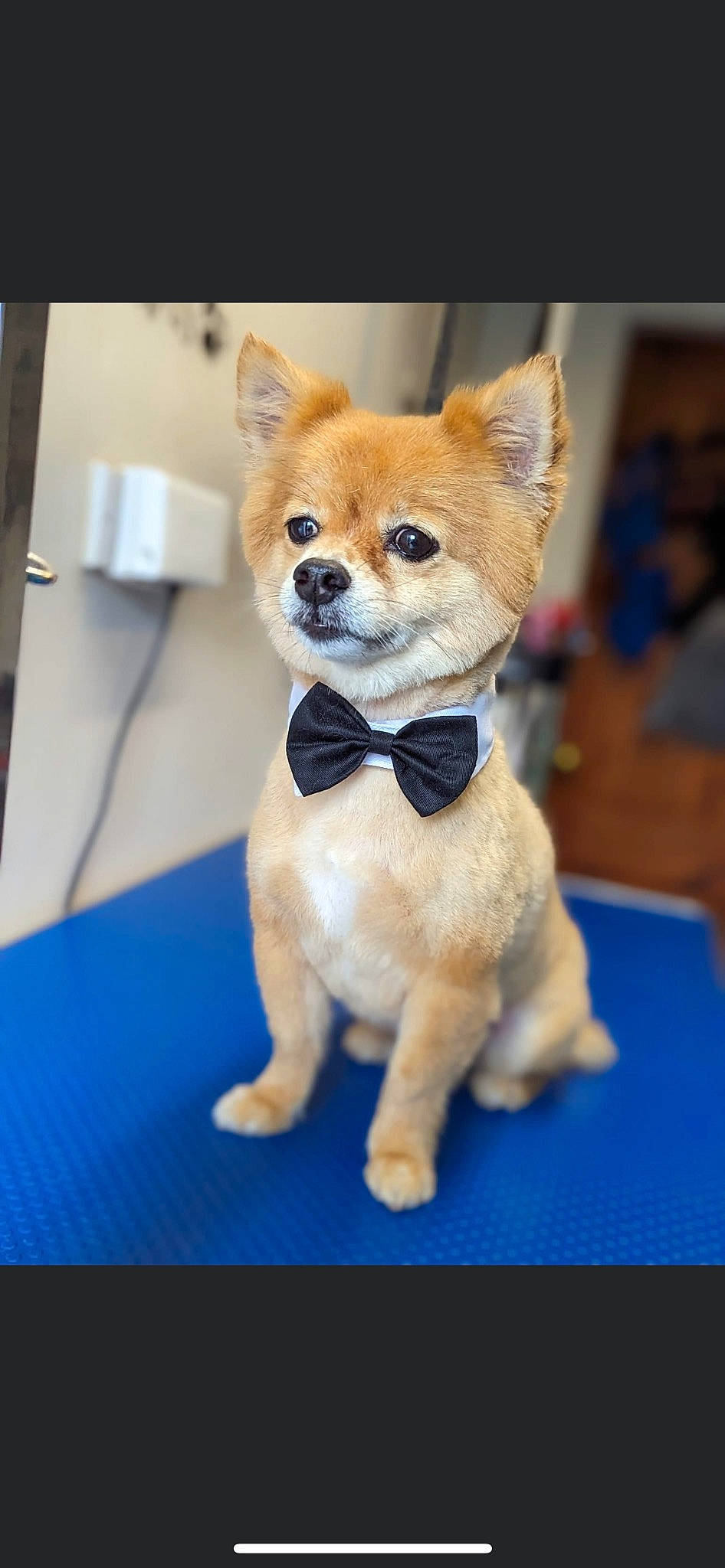 Bingo is registered to the contest to win money with this photo: canidae, carnivore, collar, companion_dog, dog, dog_breed, dog_clothes, dog_supply, electric_blue, fawn, fur, pet_supply, snout, sporting_group, stuffed_toy, tail, toy, toy_dog, whiskers, working_animal