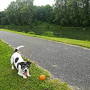 Gaïa a rejoint le concours — aidez-le/la à gagner de superbes lots ! ball, black, canine, dog, grass, happy, nature, outdoor, park, path, pet, playful, pond, recreation, summer, tongue_out, trees, walking, water, white