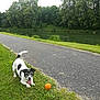 ball, black, canine, dog, grass, happy, nature, outdoor, park, path, pet, playful, pond, recreation, summer, tongue_out, trees, walking, water, white