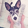 Gaïa a rejoint le concours — aidez-le/la à gagner de superbes lots ! bare_feet, bathmat, bathroom, black_and_white, close_up, curious, dog, domestic, ears, eyes, floor, looking_up, nose, owner, pet, portrait, rug, small_dog, tiles, top_down