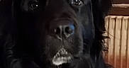 Ulky a rejoint le concours — aidez-le/la à gagner de superbes lots ! animal, black_dog, brown_eyes, canine, close_up, dark_coat, dog, floppy_ears, home, indoors, long_hair, muzzle, nose, pet, photography, portrait, radiator, seated, serious_expression, wood_paneling