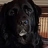animal, black_dog, brown_eyes, canine, close_up, dark_coat, dog, floppy_ears, home, indoors, long_hair, muzzle, nose, pet, photography, portrait, radiator, seated, serious_expression, wood_paneling