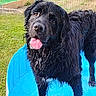 Ulky participe au concours pour gagner de l'argent avec cette photo : animal, backyard, black_dog, blue_pool, dog, fence, grass, happy, kiddie_pool, long_hair, outdoor, pet, playful, portrait, standing, summer, sunlight, tongue_out, water, wet_fur