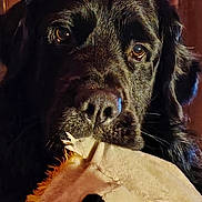 Ulky a rejoint le concours — aidez-le/la à gagner de superbes lots ! animal_portrait, black_dog, brown_eyes, close_up, companion, cozy, cute, dog, dramatic, floppy_ears, indoor, looking_at_camera, pet, plush_toy, portrait, sad_expression, short_fur, stuffed_animal, warm_lighting, wooden_background