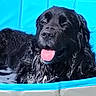 Ulky a rejoint le concours — aidez-le/la à gagner de superbes lots ! animal, black_dog, blue_pool, dog, floppy_ears, large_dog, looking_at_camera, nose, outdoor, pet, playful, pool, portrait, relaxed, shaggy_fur, summer, swimming, tongue, water, wet_dog