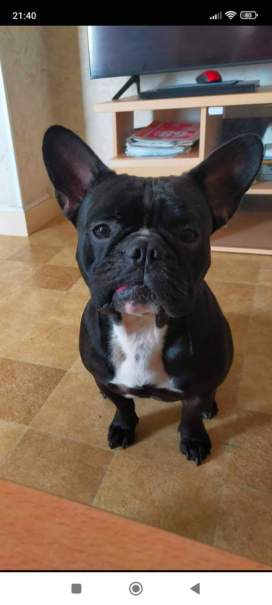 Jaime a rejoint le concours — aidez-le/la à gagner de superbes lots ! bulldog, canidae, carnivore, companion_dog, dog, dog_breed, ear, eye, fawn, flooring, french_bulldog, snout, sporting_group, tail, terrestrial_animal, toy_dog, whiskers, wood, working_animal, wrinkle