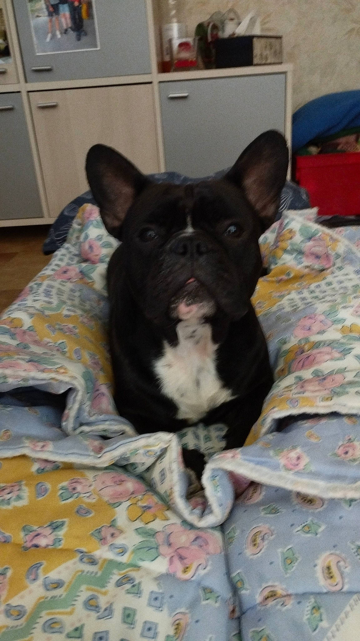 Jaime a rejoint le concours — aidez-le/la à gagner de superbes lots ! cabinetry, carnivore, comfort, companion_dog, countertop, cupboard, dog, dog_breed, drawer, flooring, hardwood, home_appliance, kitchen_appliance, linens, non_sporting_group, room, snout, terrestrial_animal, whiskers, working_animal