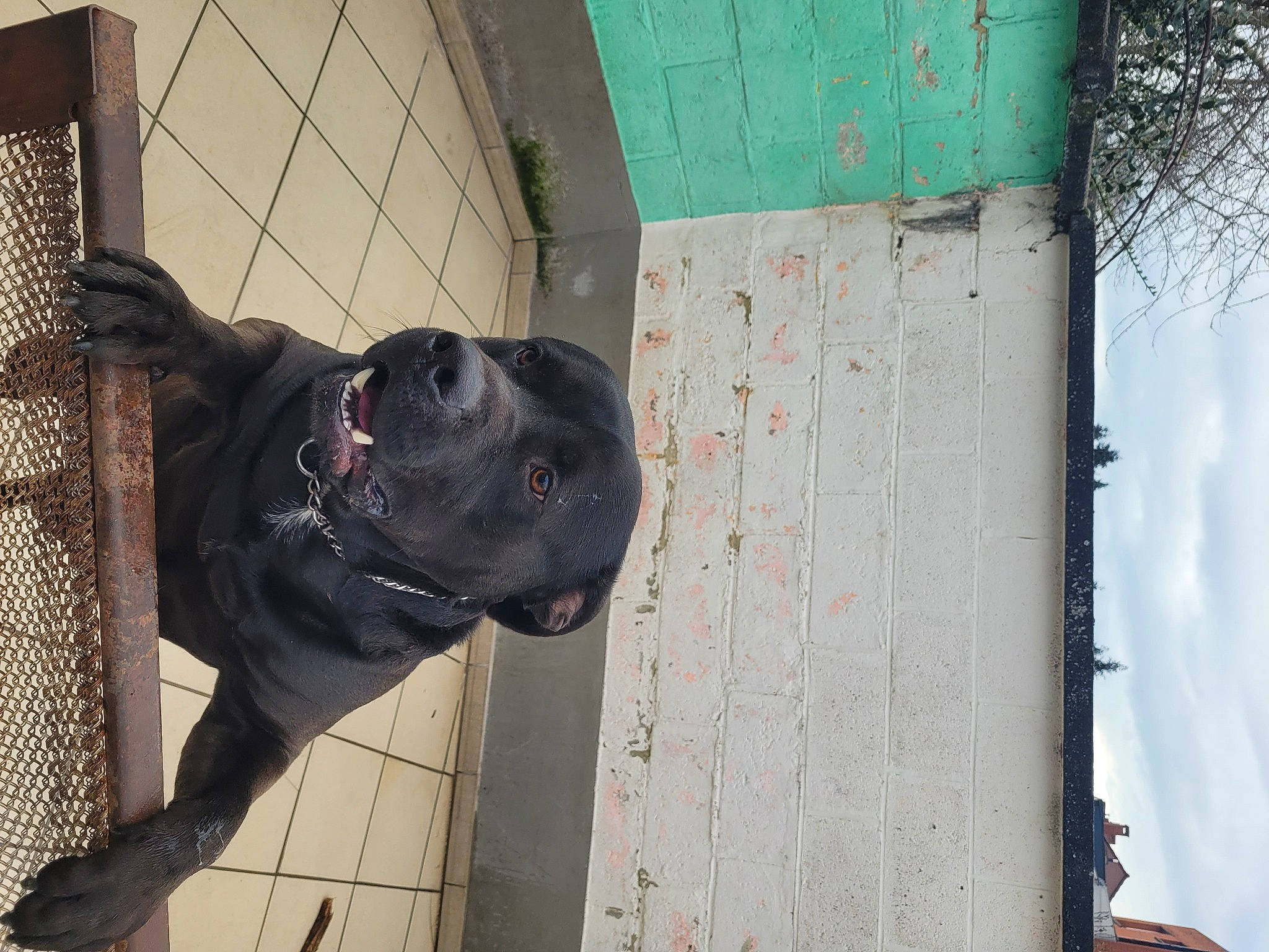 Pako a rejoint le concours — aidez-le/la à gagner de superbes lots ! ball, canidae, carnivore, cloud, companion_dog, concrete, dog, dog_breed, door, fawn, guard_dog, house, pattern, sky, snout, sporting_group, tints_and_shades, window, wood, working_animal