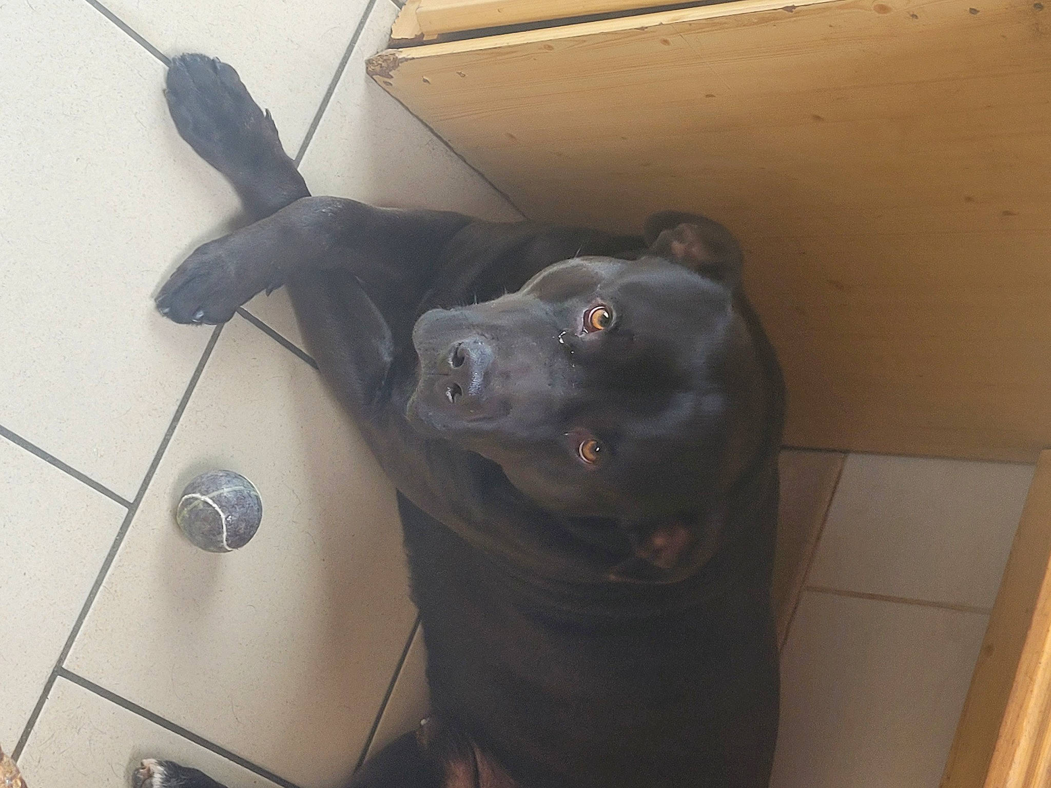 Pako participe au concours pour gagner de l'argent avec cette photo : canidae, carnivore, collar, companion_dog, dog, dog_breed, floor, flooring, guard_dog, non_sporting_group, sporting_group, whiskers, working_animal