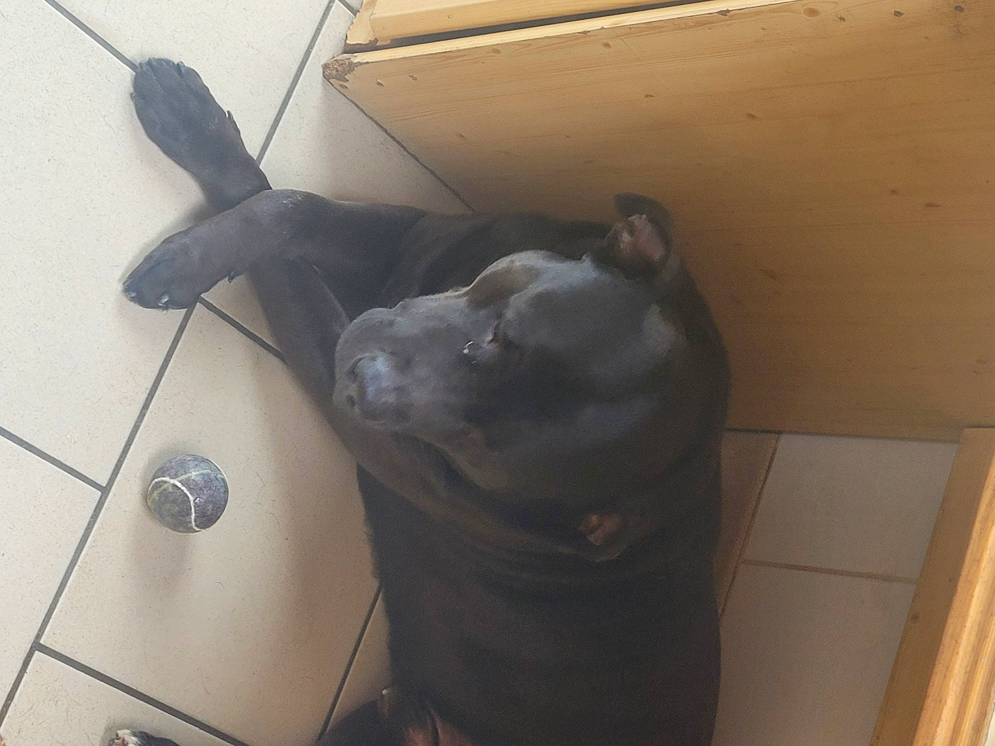 Pako participe au concours pour gagner de l'argent avec cette photo : canidae, carnivore, ceiling, companion_dog, dog, dog_breed, floor, flooring, guard_dog, hardwood, non_sporting_group, snout, sporting_group, tail, terrestrial_animal, whiskers, wood, working_animal