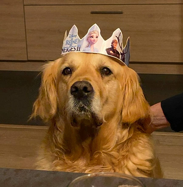 Gusto a rejoint le concours — aidez-le/la à gagner de superbes lots ! canidae, carnivore, companion_dog, dog, dog_breed, fawn, flooring, fur, gun_dog, hardwood, hat, liver, paw, retriever, snout, sporting_group, whiskers, wood, working_animal, working_dog