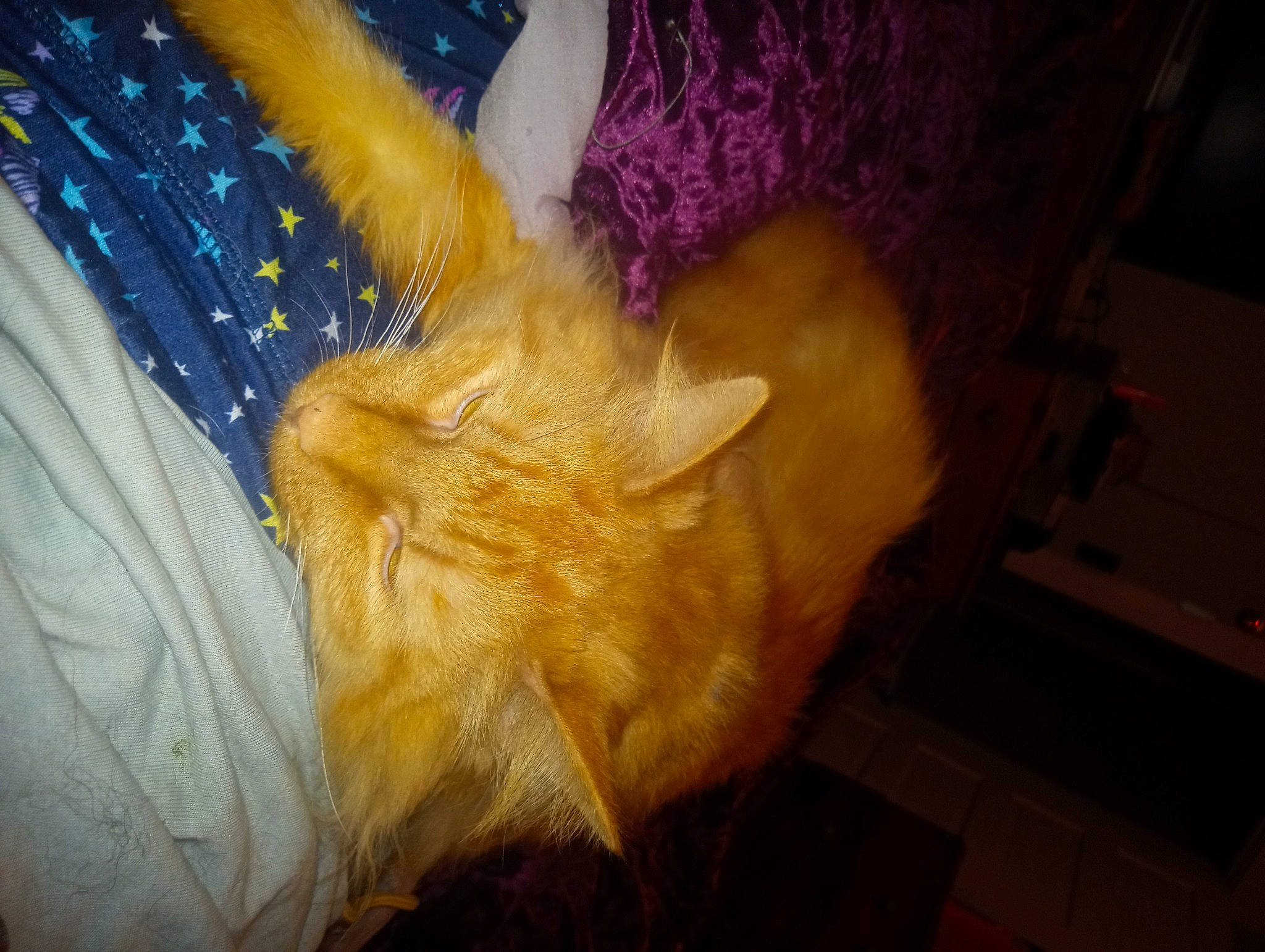 Garfield is registered to the contest to win money with this photo: carnivore, cat, claw, comfort, domestic_short_haired_cat, electric_blue, fawn, feather, felidae, flooring, fur, hardwood, human_leg, linens, magenta, room, small_to_medium_sized_cats, tail, whiskers, wood