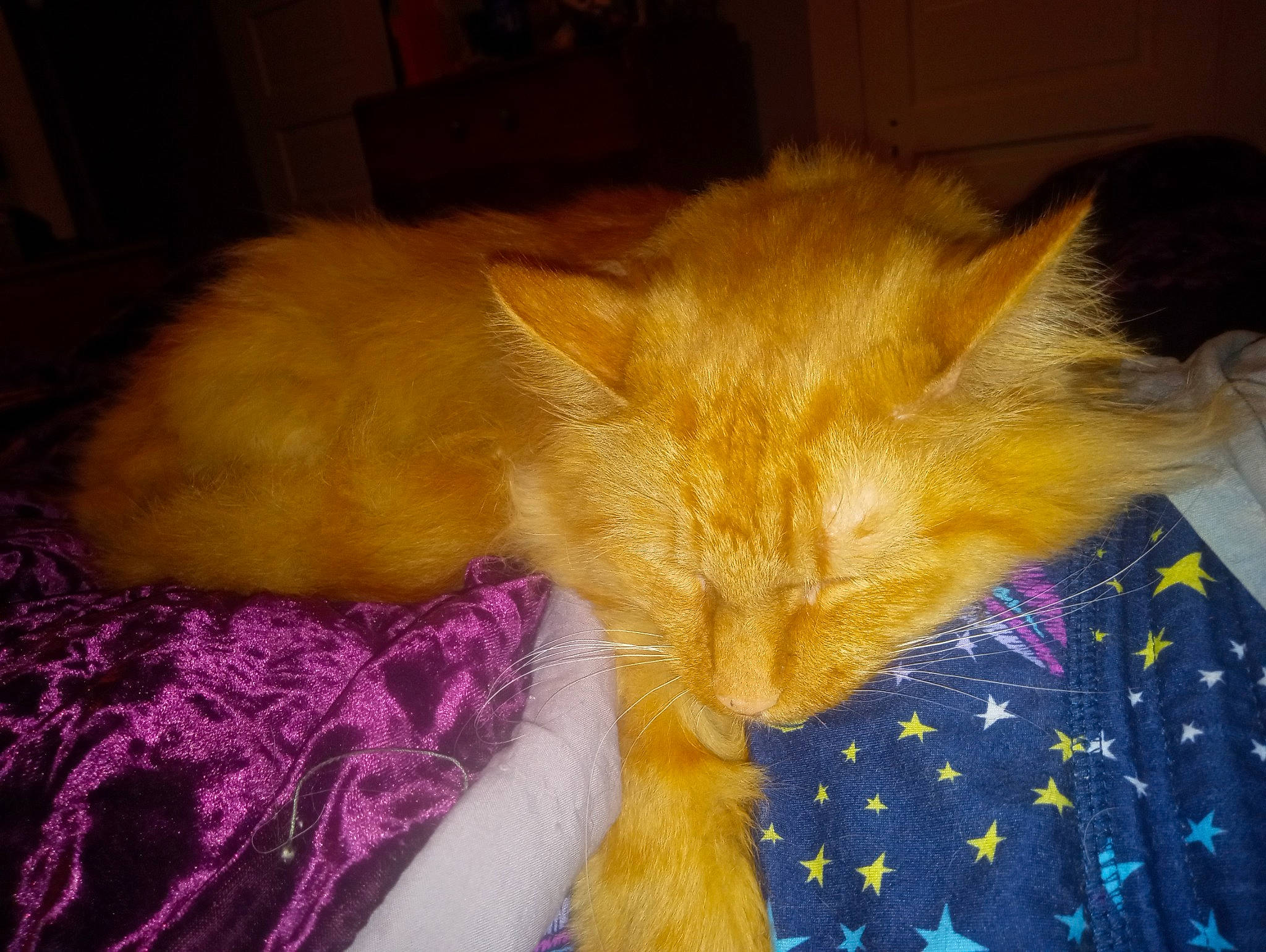 Garfield joined the competition — help win amazing prizes! cabinetry, carnivore, cat, claw, comfort, domestic_short_haired_cat, electric_blue, fawn, felidae, fur, hat, linens, magenta, nap, pattern, paw, sleep, small_to_medium_sized_cats, tail, whiskers