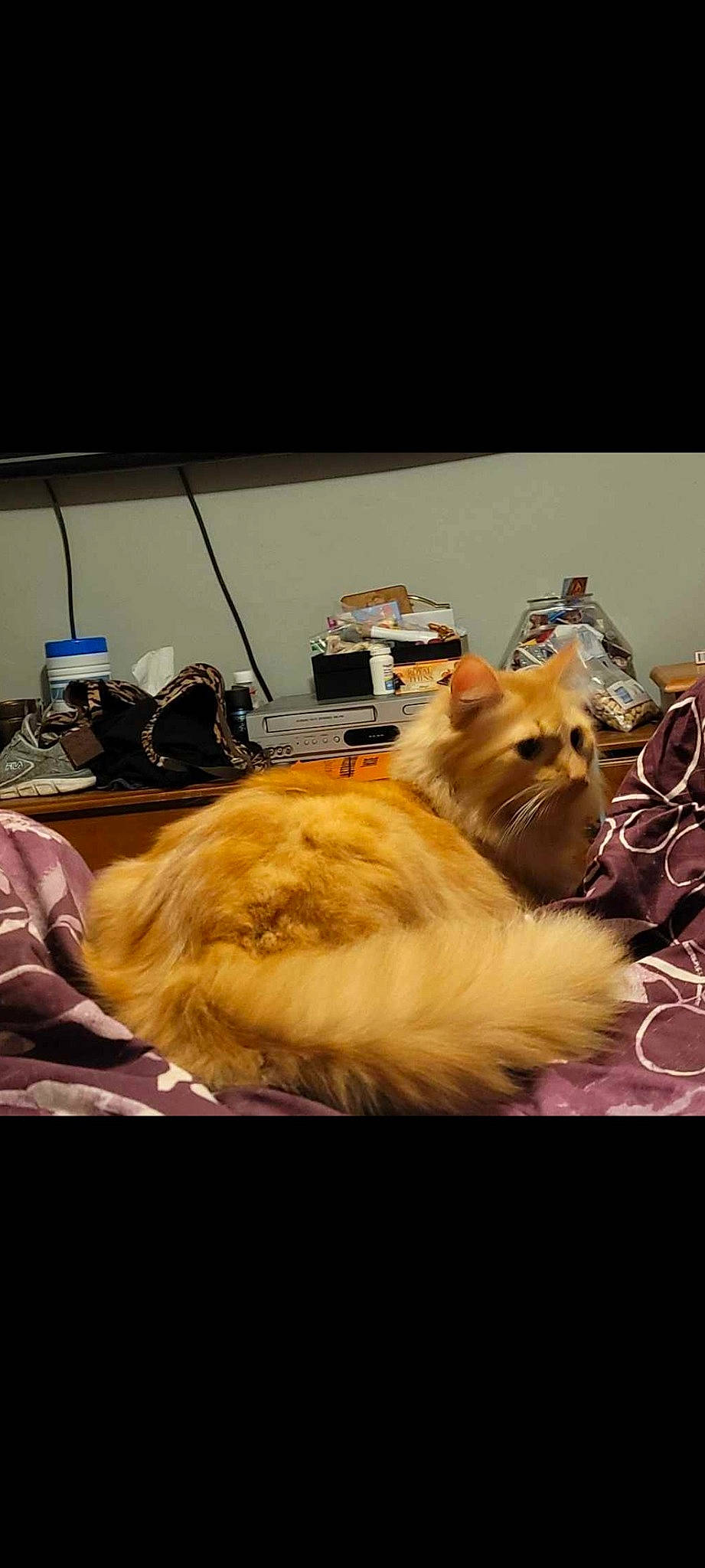 Garfield joined the competition — help win amazing prizes! bed, box, canidae, carnivore, cat, chair, comfort, companion_dog, dog_breed, fawn, felidae, fur, nap, paw, room, small_to_medium_sized_cats, snout, suitcase, tail, whiskers