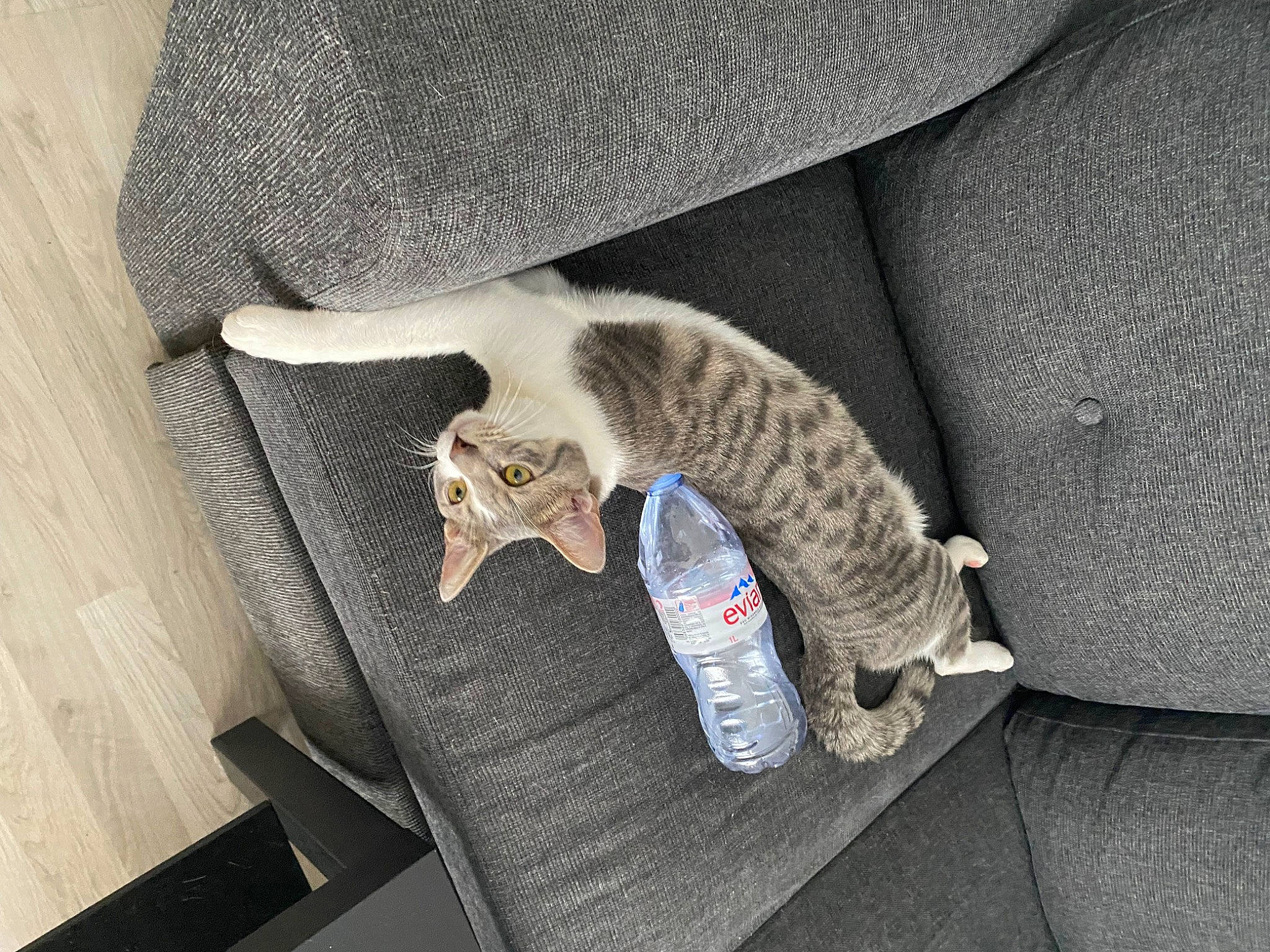 Moa a rejoint le concours — aidez-le/la à gagner de superbes lots ! carnivore, cat, cat_bed, cat_supply, comfort, domestic_short_haired_cat, felidae, fur, grey, linens, paw, small_to_medium_sized_cats, tail, whiskers, wood