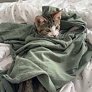 Wiley participe au concours pour gagner de l'argent avec cette photo : kitten, cat, bed, shirt, green, white, pattern, stars, moons, fabric, fur, animal, indoor, resting, cute, curious, small, pet, cozy, soft