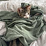 kitten, cat, bed, shirt, green, white, pattern, stars, moons, fabric, fur, animal, indoor, resting, cute, curious, small, pet, cozy, soft