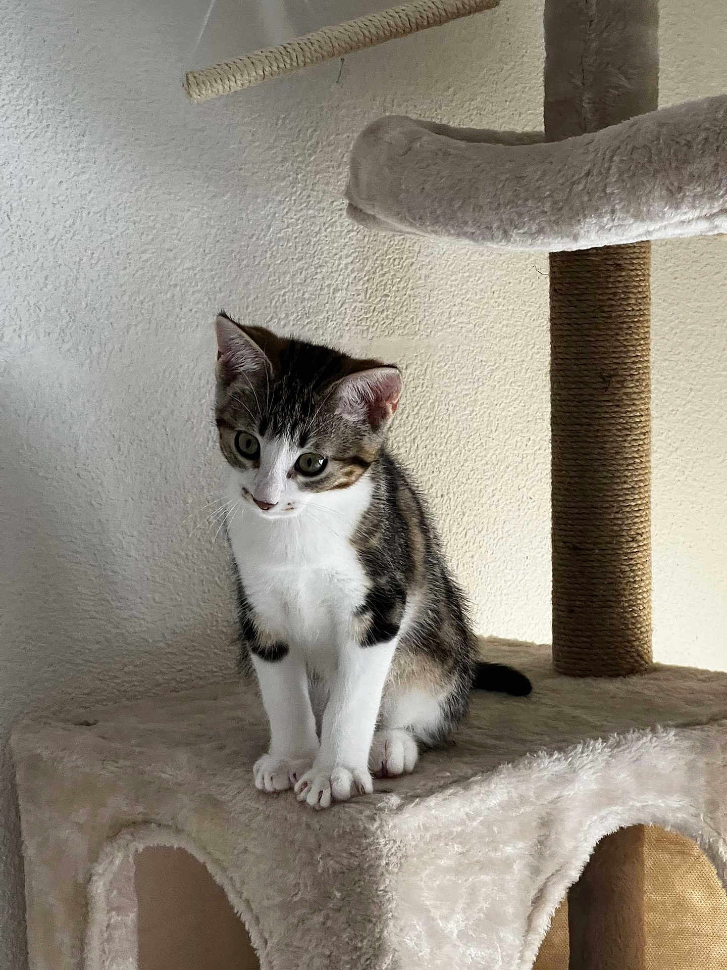 Wiley participe au concours pour gagner de l'argent avec cette photo : cat, kitten, tabby, white, cat_tree, carpeted, indoor, pet, animal, feline, curious, perched, paws, ears, whiskers, looking_down, wall, texture, cute, young