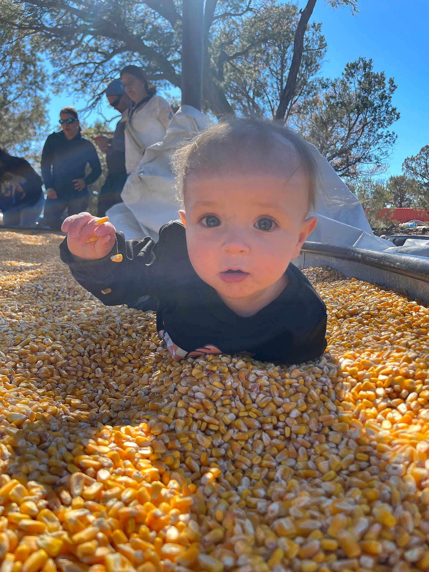 Wyatt joined the competition — help win amazing prizes! baby, child, corn, corn_kernels, outdoor, daylight, people, trees, sky, sunlight, black_clothing, curious, hand, grain, nature, group, adults, portrait, young_child, casual