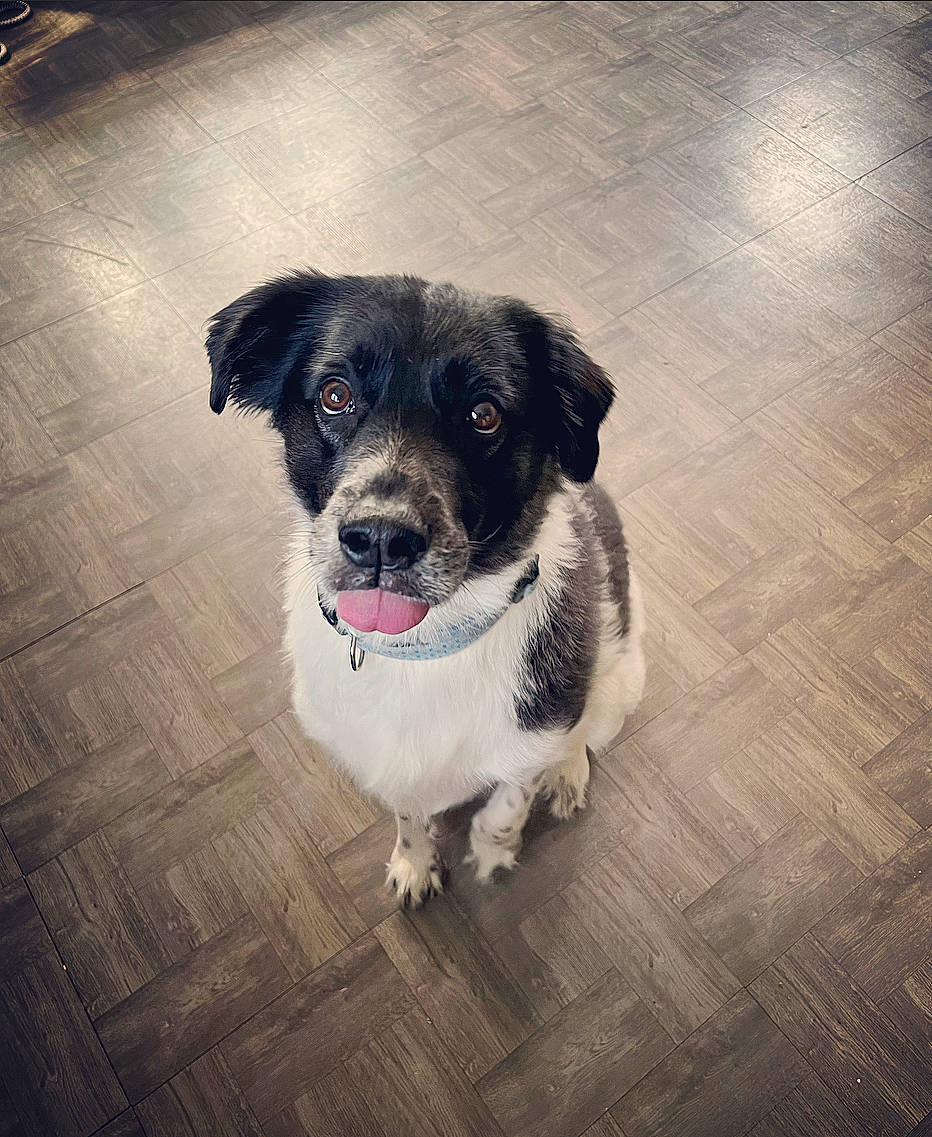 Zoee is registered to the contest to win money with this photo: art, canidae, carnivore, companion_dog, dog, dog_breed, dog_collar, floor, flooring, fur, hardwood, metal, paw, snout, sporting_group, square, tints_and_shades, whiskers, wood, working_animal