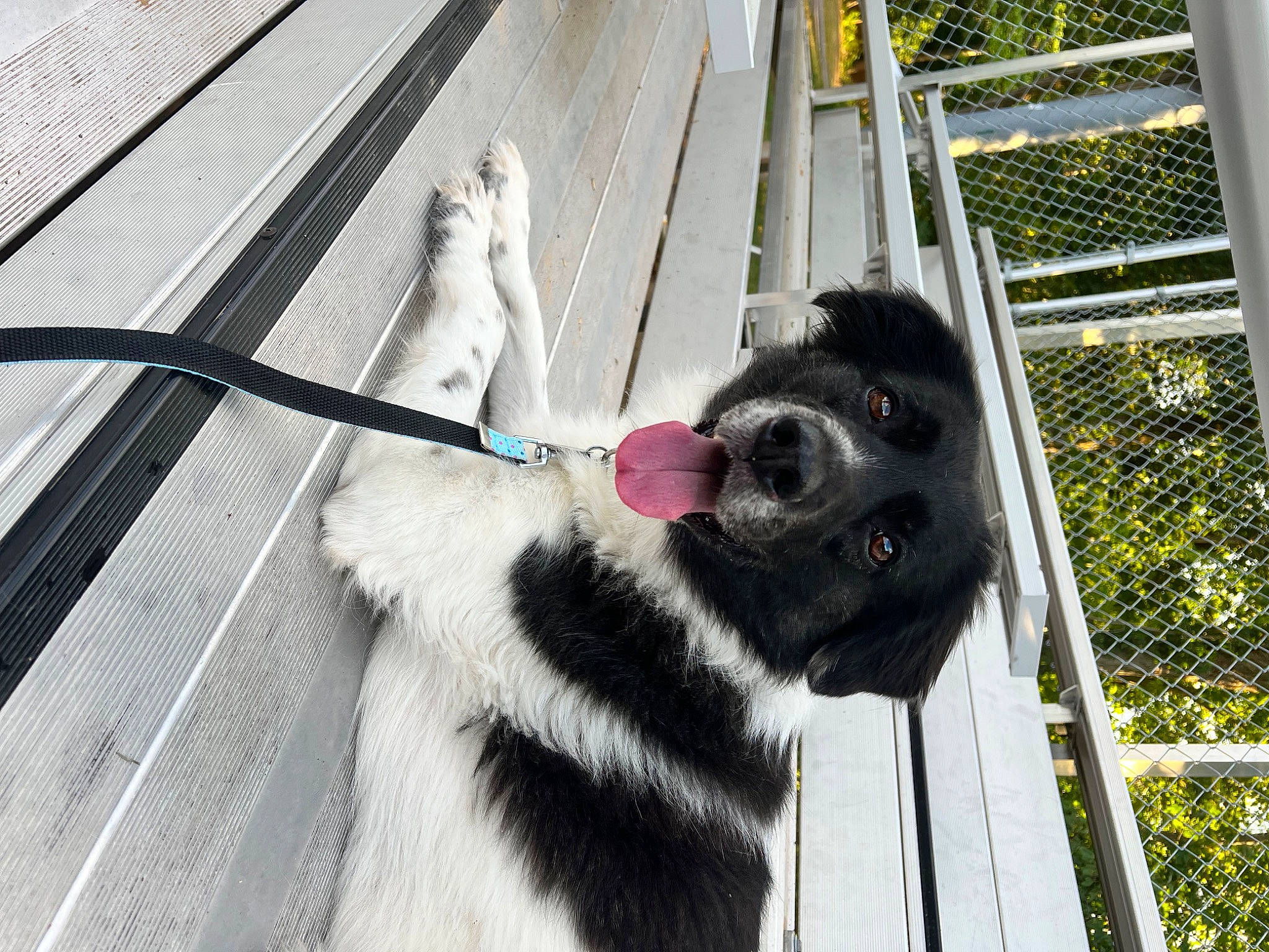 Zoee joined the competition — help win amazing prizes! animal_shelter, cage, canidae, carnivore, collar, companion_dog, dog, dog_breed, dog_supply, fence, fur, mesh, non_sporting_group, pet_supply, snout, sporting_group, tail, terrestrial_animal, working_animal