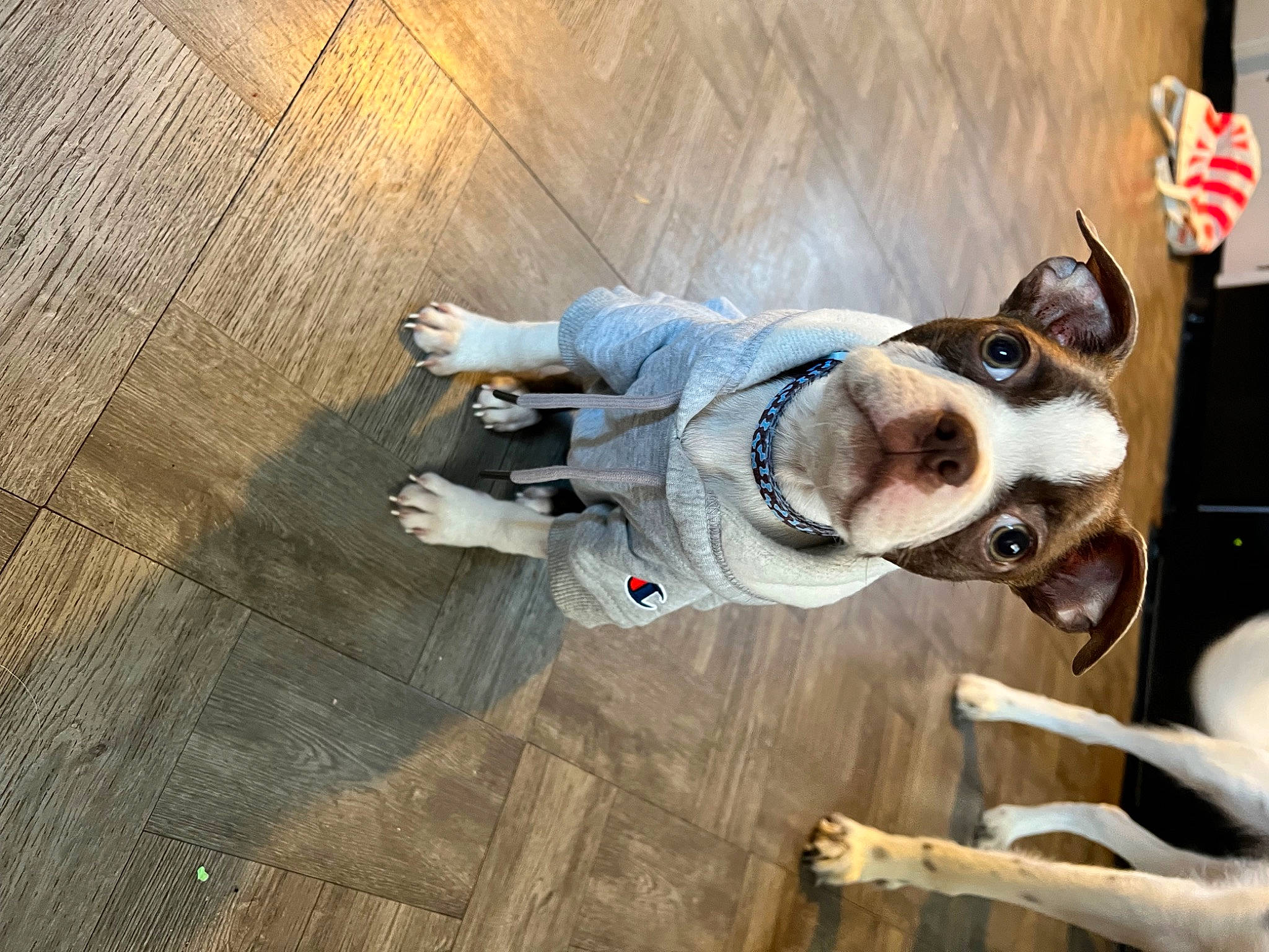 Wilson is registered to the contest to win money with this photo: canidae, carnivore, collar, companion_dog, dog, dog_breed, dog_collar, dog_supply, eyewear, fawn, flooring, fur, goggles, hardwood, leash, snout, sporting_group, sunglasses, wood, working_animal