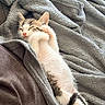 Jet a rejoint le concours — aidez-le/la à gagner de superbes lots ! cat, kitten, sleeping, cozy, blanket, gray_blanket, white_fur, striped_fur, pink_nose, raised_paw, belly, tail, black_tail, indoors, bed, soft, cute, relaxed, cuddly, nap