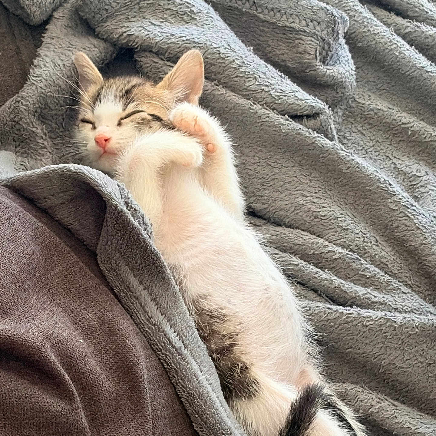 Jet a rejoint le concours — aidez-le/la à gagner de superbes lots ! cat, kitten, sleeping, cozy, blanket, gray_blanket, white_fur, striped_fur, pink_nose, raised_paw, belly, tail, black_tail, indoors, bed, soft, cute, relaxed, cuddly, nap