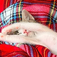 Jet participe au concours pour gagner de l'argent avec cette photo : cat, kitten, sleeping, white_fur, pink_nose, pink_paw_pads, paw, curled_up, relaxed, cute, pet, feline, blanket, plaid, colorful, red, blue, cozy, indoors, closeup
