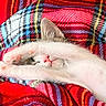 cat, kitten, sleeping, white_fur, pink_nose, pink_paw_pads, paw, curled_up, relaxed, cute, pet, feline, blanket, plaid, colorful, red, blue, cozy, indoors, closeup