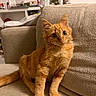Looping participe au concours pour gagner de l'argent avec cette photo : cat, orange_cat, ginger_cat, fluffy, longhaired, sitting, sofa, couch, living_room, indoors, pet, feline, whiskers, ears, green_eyes, fur, tail, portrait, cozy, furniture