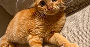 Looping a rejoint le concours — aidez-le/la à gagner de superbes lots ! cat, kitten, orange_cat, tabby, furry, fluffy, whiskers, green_eyes, pet, animal, sitting, lying_down, couch, sofa, indoor, portrait, close_up, cute, relaxed, photography