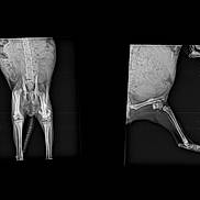 Looping a rejoint le concours — aidez-le/la à gagner de superbes lots ! x_ray, veterinary, animal, cat, dog, pelvis, hind_legs, rear_limbs, skeleton, bones, spine, abdomen, hip_joints, knees, ankles, radiograph, medical_imaging, diagnostic, side_view, frontal_view
